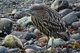 Black-crowned Night Heron