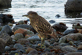 Black-crowned Night Heron