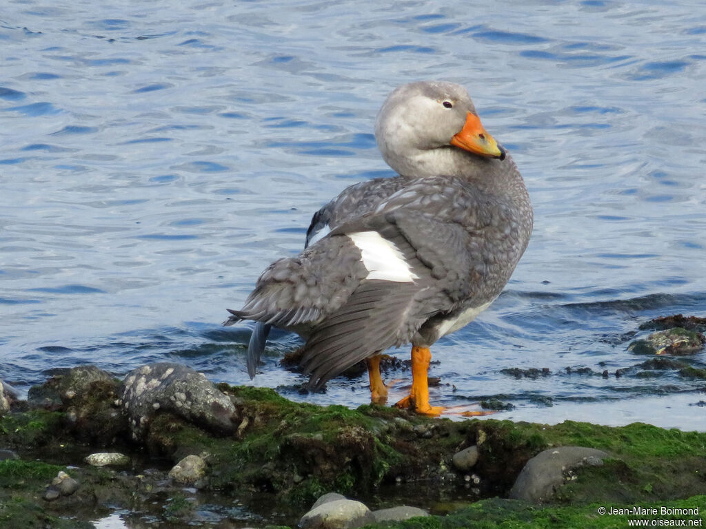 Fuegian Steamer Duck