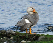 Fuegian Steamer Duck