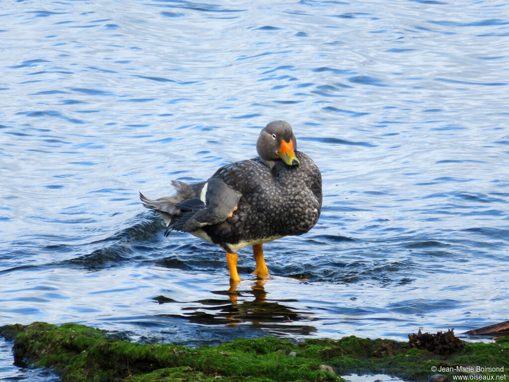 Fuegian Steamer Duck