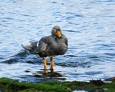 Fuegian Steamer Duck