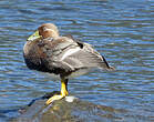 Brassemer de Patagonie