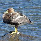 Brassemer de Patagonie
