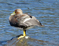 Brassemer de Patagonie