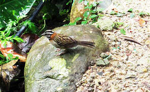 Rufous-collared Sparrow