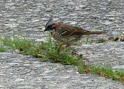 Rufous-collared Sparrow