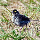 Bruant des savanes