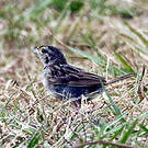 Bruant des savanes