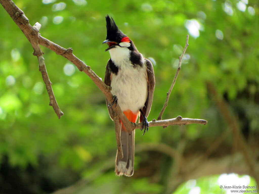 Bulbul orphée