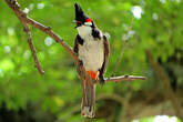 Bulbul orphée
