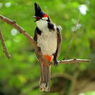 Bulbul orphée