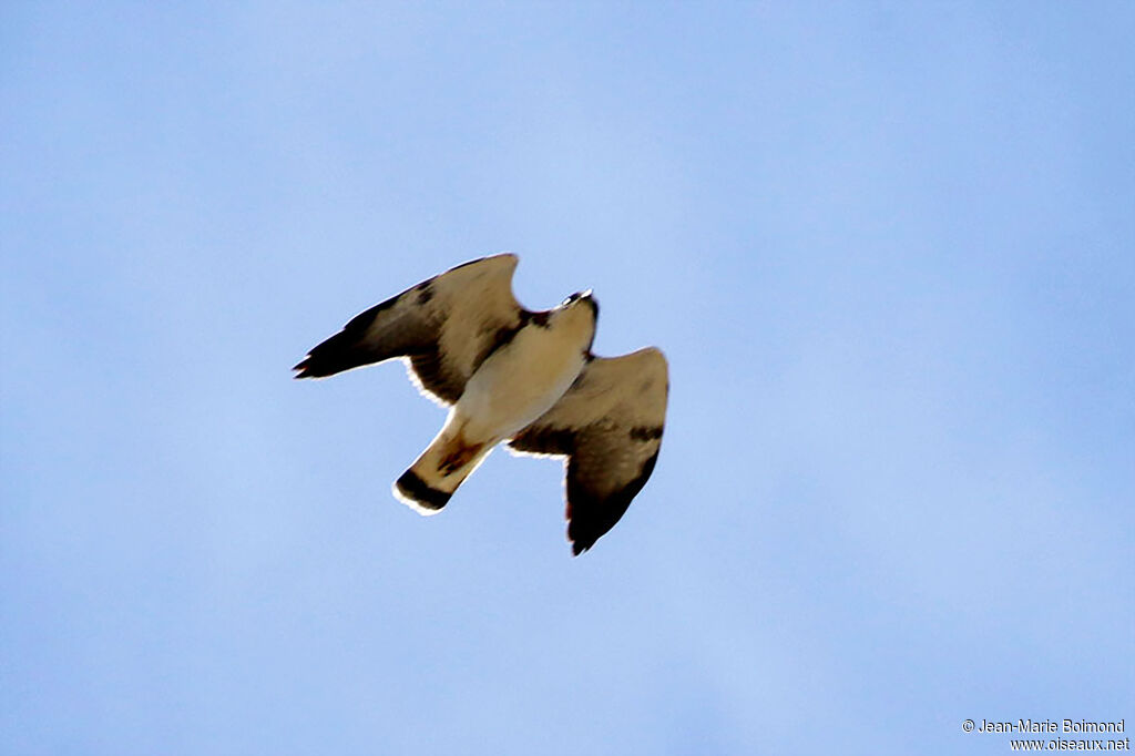 Buse à queue blanche