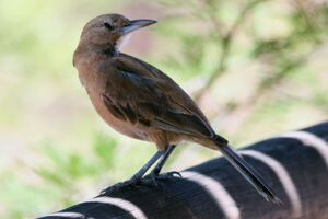 Cacholote à gorge blanche