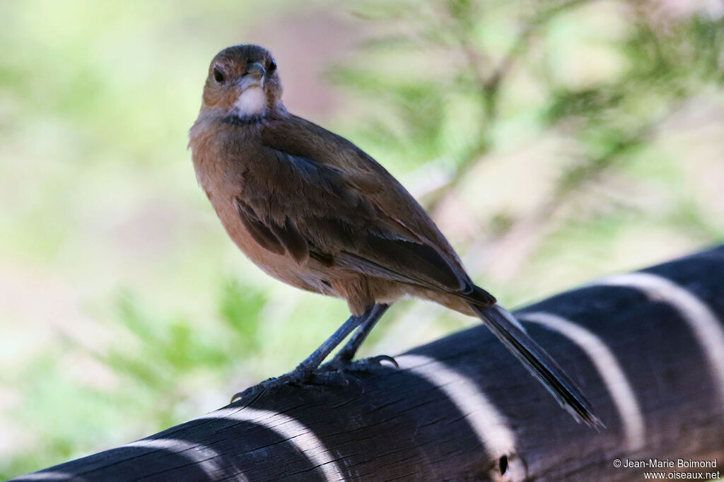 Cacholote à gorge blanche