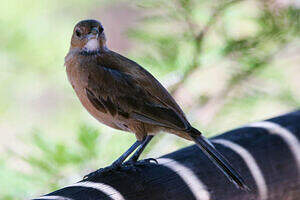 Cacholote à gorge blanche