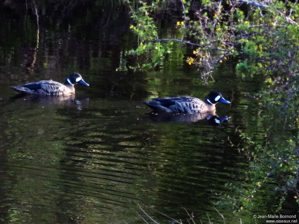 Canard à lunettes