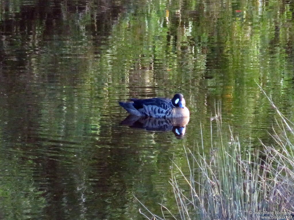 Bronze-winged Duck