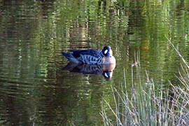 Bronze-winged Duck