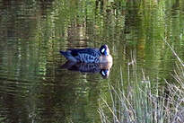 Canard à lunettes