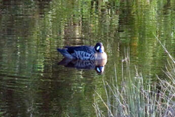 Canard à lunettes