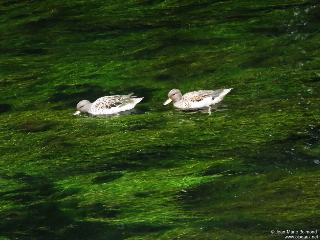 Yellow-billed Pintail