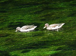 Yellow-billed Pintail