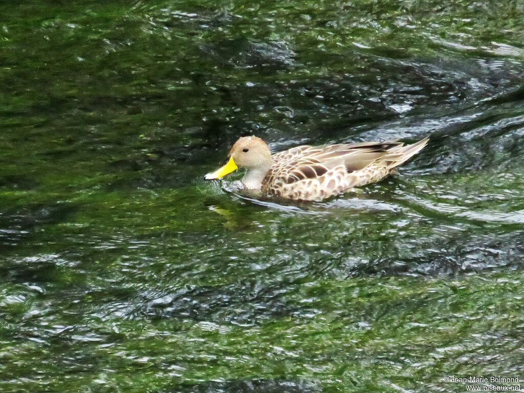 Canard à queue pointue