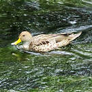 Canard à queue pointue
