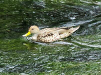 Canard à queue pointue