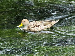 Yellow-billed Pintail