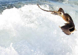 Yellow-billed Pintail