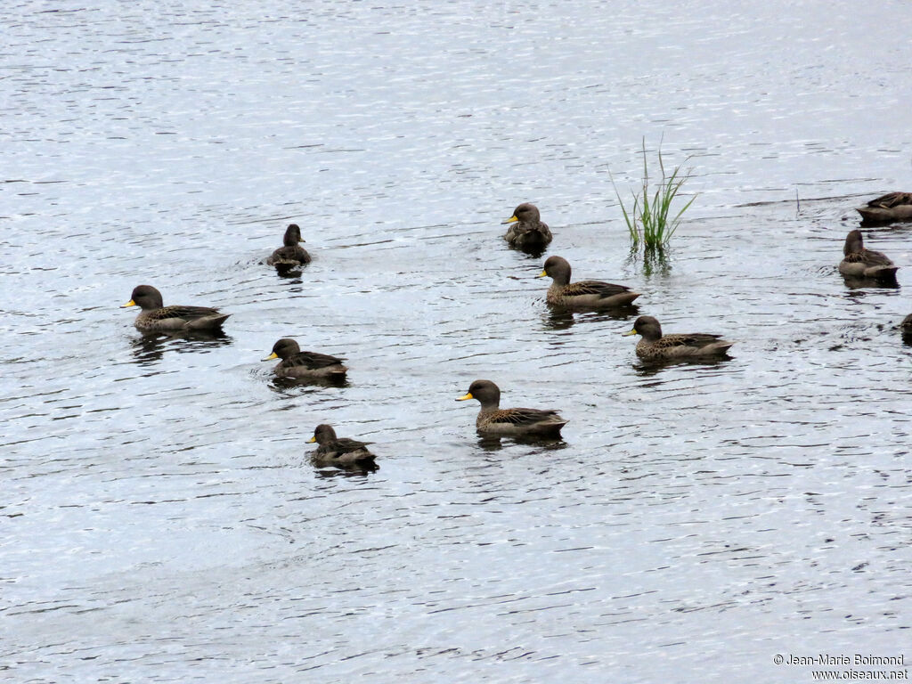 Canard à queue pointue