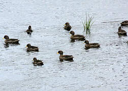 Yellow-billed Pintail