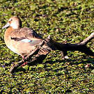 Canard amazonette