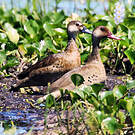 Canard amazonette