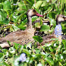 Canard amazonette