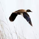 Canard amazonette