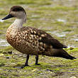 Canard huppé