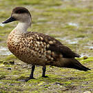 Canard huppé