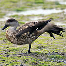 Canard huppé