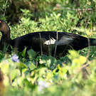 Canard musqué