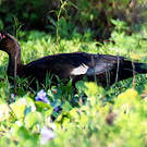 Canard musqué