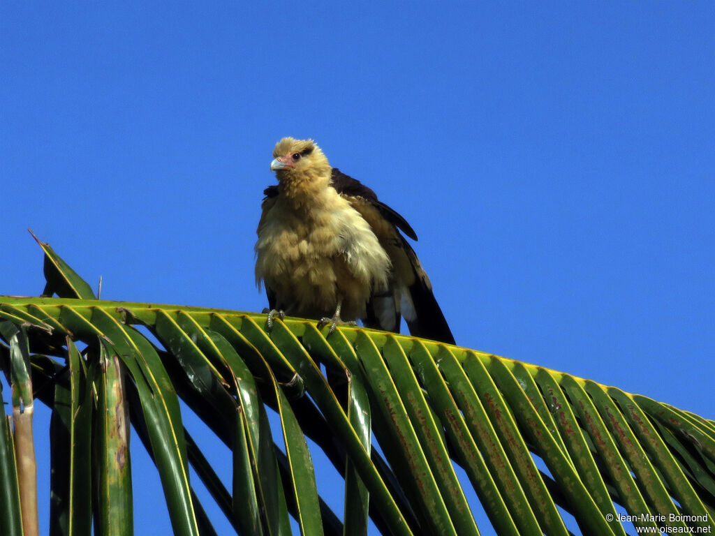 Yellow-headed Caracara