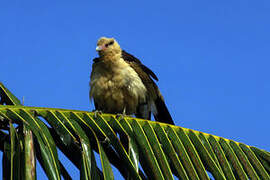 Caracara à tête jaune