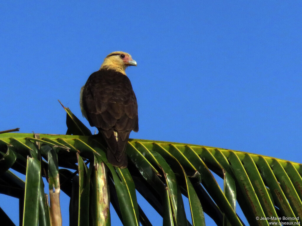 Caracara à tête jaune