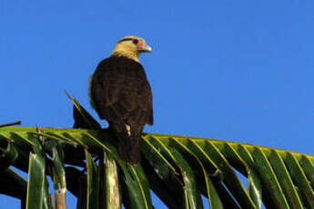 Caracara à tête jaune