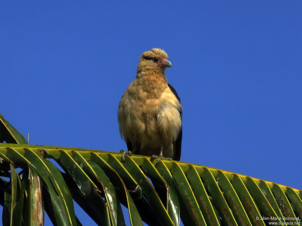 Caracara à tête jaune