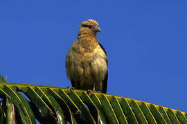 Caracara à tête jaune