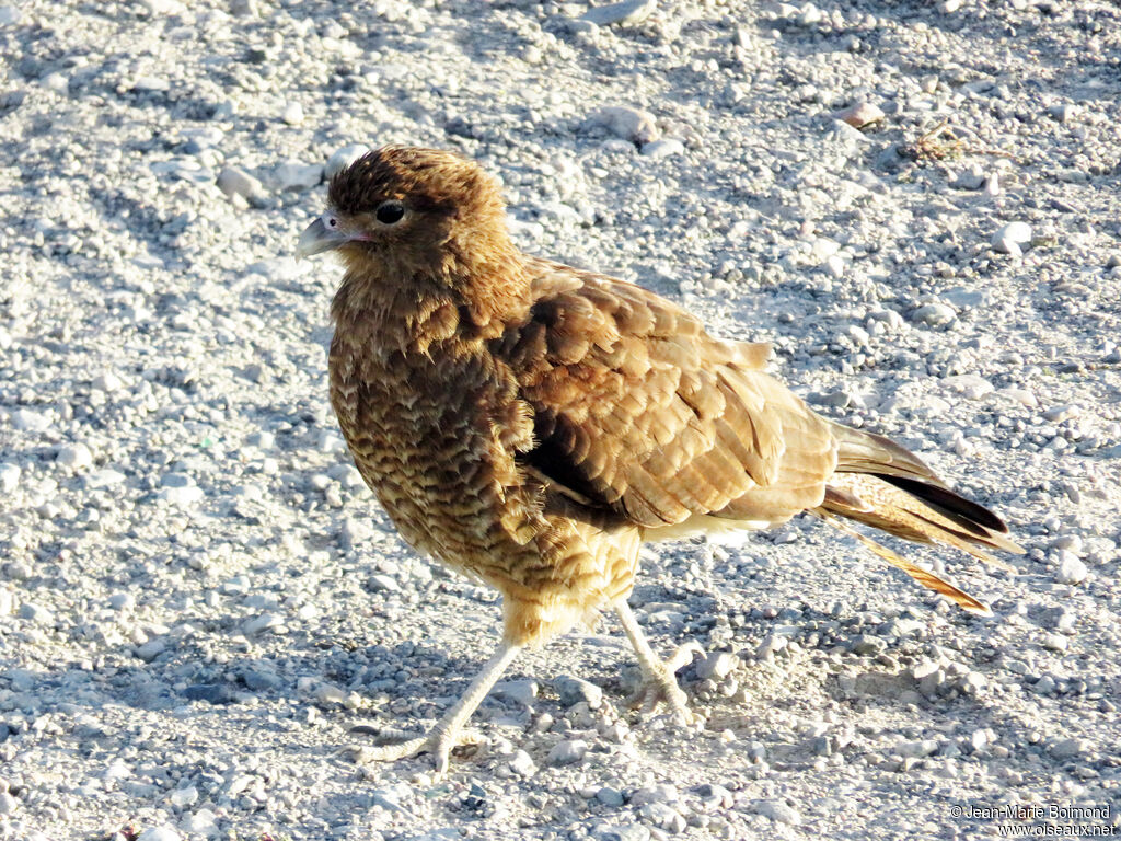 Chimango Caracara